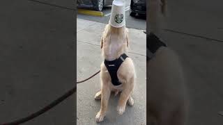 Can’t start my day without my coffee    #goldenretriever #goldenretrieverpuppy #coffeelover #puppy