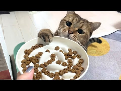 【ヨリ目】こちらが「3日ぶりのごはん猫」です