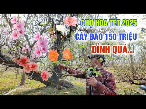 QUÁ ĐỈNH CHỢ HOA KIỂNG TẾT 2025 CÂY ĐÀO 150 TRIỆU - LẠC VÀO THỦ PHỦ ĐÀO QUẤT TỨ LIÊN