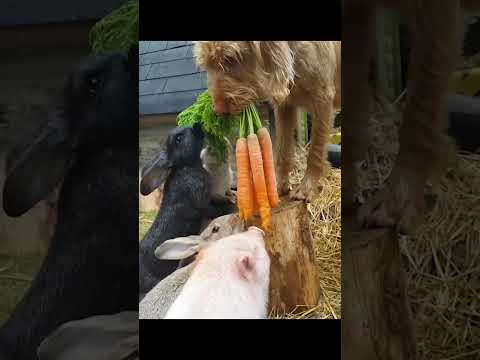 Melody Mischief: Laugh Along with Animals ?❤️
