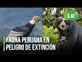 Conservación de Especies en Peligro en Perú