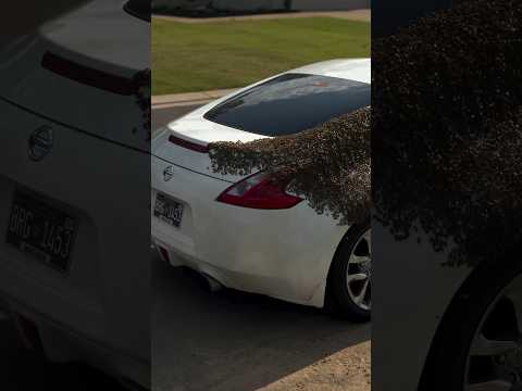 What could make this many bees attracted to this car? 😳 #shorts