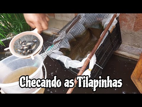 Checando o tamanho dos Juvenis de tilapias