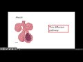 Gas Exchange and Efficient Surfaces