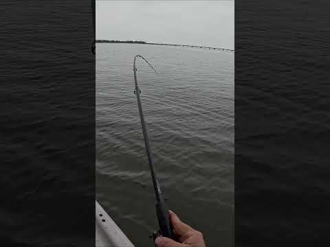 GIANT Fish Caught on TINY FAKE CRAB!!