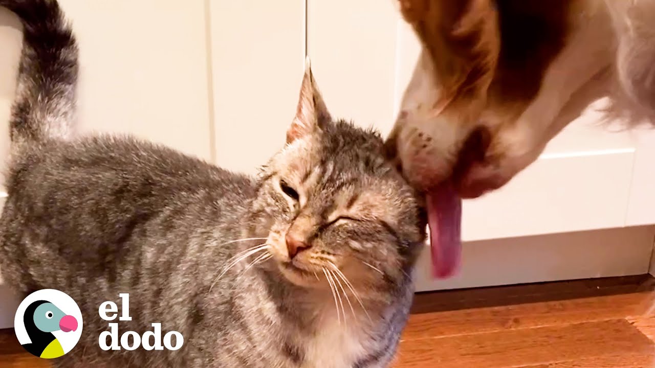 Perro espera para encontrarse con este gato todas las mañanas | Parejas Disparejas