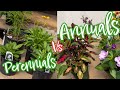 Understanding Perennials and Annuals