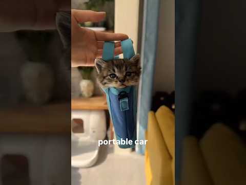 🐱 Funny and cute cat