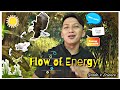 Energy Flow in Ecosystems