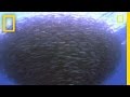 Bait Ball Behavior and Interactions