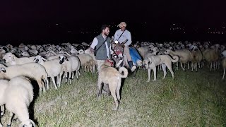 الخنازير البرية تهاجم الغنم - وثائقي عن الذئاب والخنازير البرية في الوادي