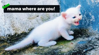 Adorable Small Kitten Calling for Mama Cat Until She Comes 💕 | Cute Baby Cat Moments