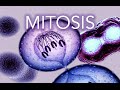 Exploring the Stages of Mitosis