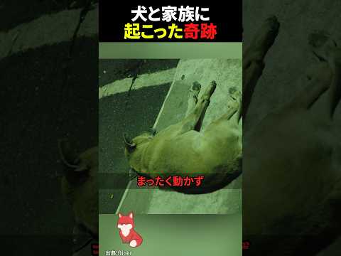 ㊗️500万回再生‼︎ 死んだはずの犬に起きた奇跡