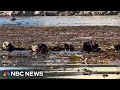Kelp Forest Ecosystem Insights
