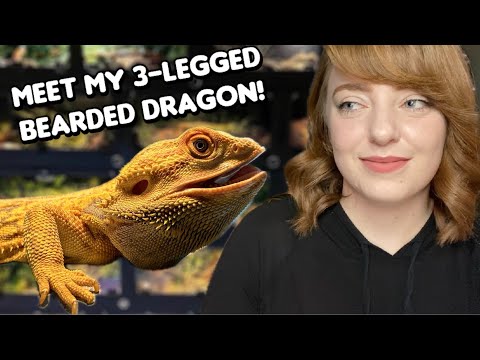 My Bearded Dragon Has Three Legs | Meet Damon!