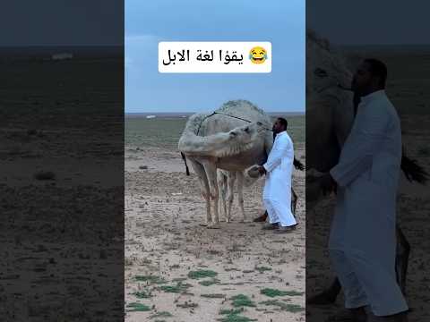 يقرأ لغة الإبل شوفو كيف تعامل مع الناقة عندما كان يحلبها