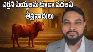 ఎర్రని పెయ్య ‼️ 