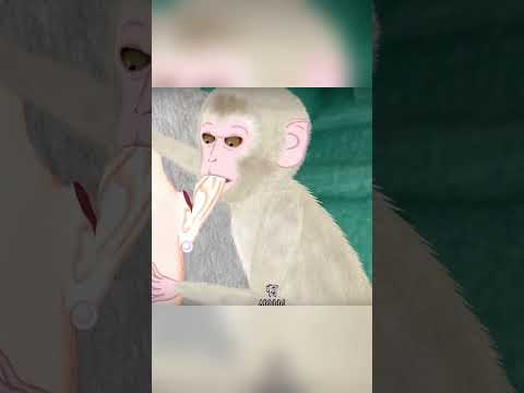 O bebÊ macaco nao deixou barato! #historiass #cartoon #viralvideo #historiass