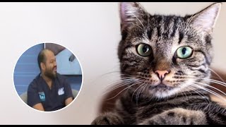 ¿Cómo actuar ante una obstrucción uretral en gatos?