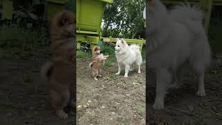 tomi #automobile #cute #funny