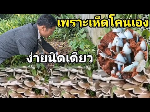สอนวิธีเพราะเห็ดโคนแบบไม่กั๊กชมด่วน