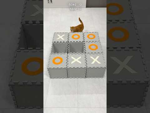 Cats play Tic-Tac-Toe game #cat #cats #shorts