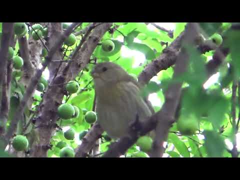 Canário da terra cantando muito na natureza pardinho 366