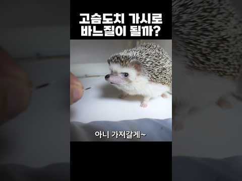 고슴도치 가시로 바느질을 할 수 있을까?