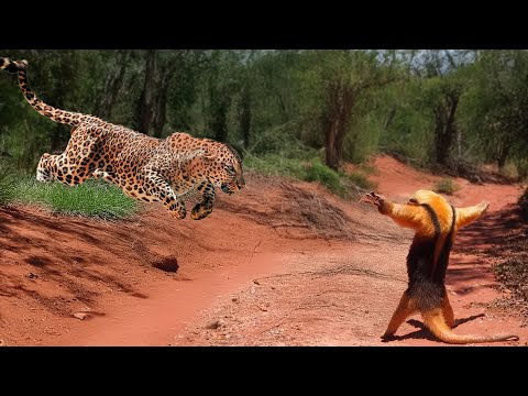 ONÇA TENTA ATACAR TAMANDUÁ E SE DA MAL