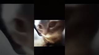 chipi chipi chapa chapa funny cat