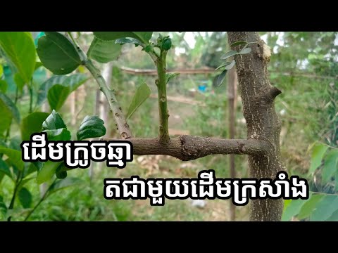ដើមក្រូចឆ្មា តជាមួយដើមក្រសាំង, Grafting Lemon tree