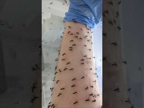 মশা থেকে সাবধানে থাকবেন 🦟।। Mosquito life saving facts.