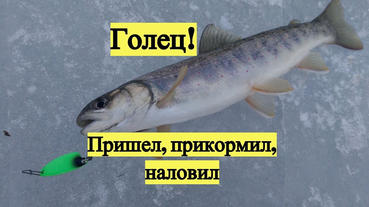 Голец Пришел, прикормил, наловил / Dolly Varden. Ice fishing