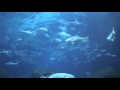 Evolution and Characteristics of Fish