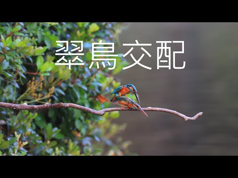 翠鳥精彩交配4 K - YouTube(4分16秒)