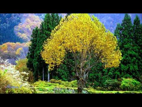 Falling Leaves (A Piano KARAOKE)