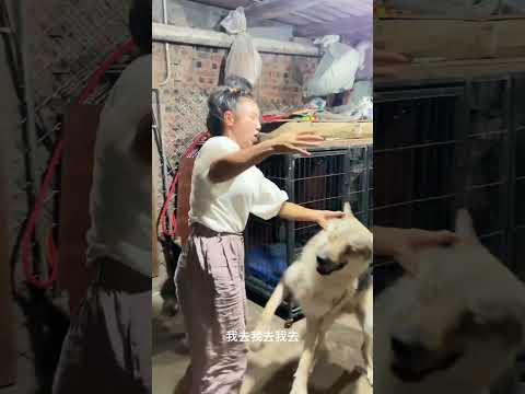 What is it like to raise a wolf? Dogs with spirituality Cute pets debut plan
