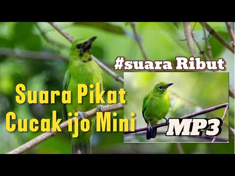 Suara Pikat Ribut Cucak ijo Mini #mp3#populer #terlaris
