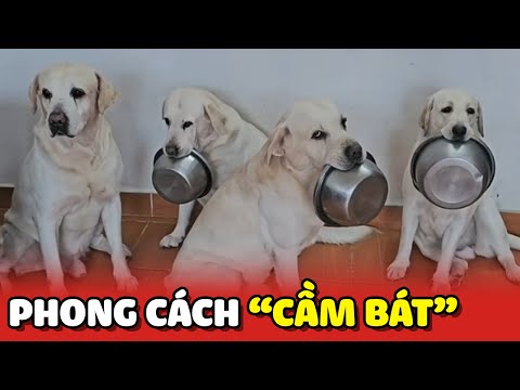 So sánh phong cách cầm bát của 4 anh em chó Labrador 😂