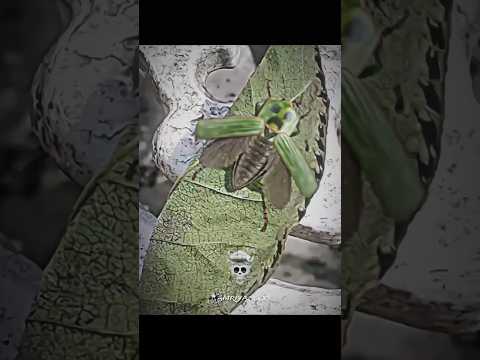 creepy insect ๐๐ฅ #scary #insect #viralshorts #kamriyaxxx