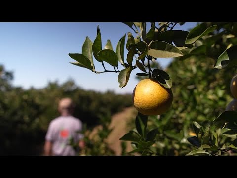 YouTube video thumbnail: Trump's 50% Tariff Threat Sours Brazil's Citrus Belt
