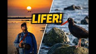 Sunrise at Malibu Lagoon + Shorebird Lifers | Osmo 360 & Nikon Z8 #Brant #BlackOysterCatcher