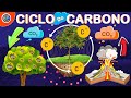 Carbon Cycle and Autotrophic Processes