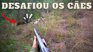 BANDIDO: O FENÔMENO - CONTROLE DE JAVALI - JAVALI BRASIL
