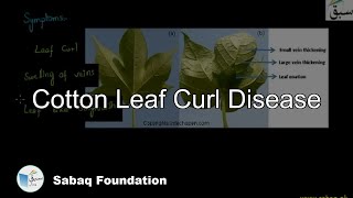 Cotton Leaf Curl Disease