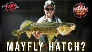 Walleye Fishing During A MASSIVE Mayfly Hatch