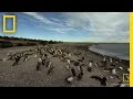 Magellanic Penguins and Their Habitat