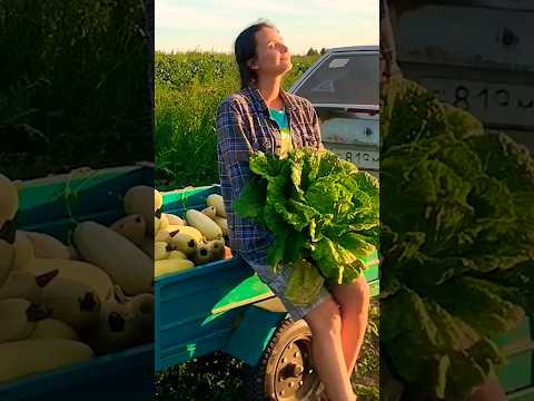 КАК ЖИВУТ ЛЮДИ НА ХУТОРЕ #деревня #урожай #огород
