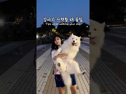 강아지 응가 했을 때 꿀팁